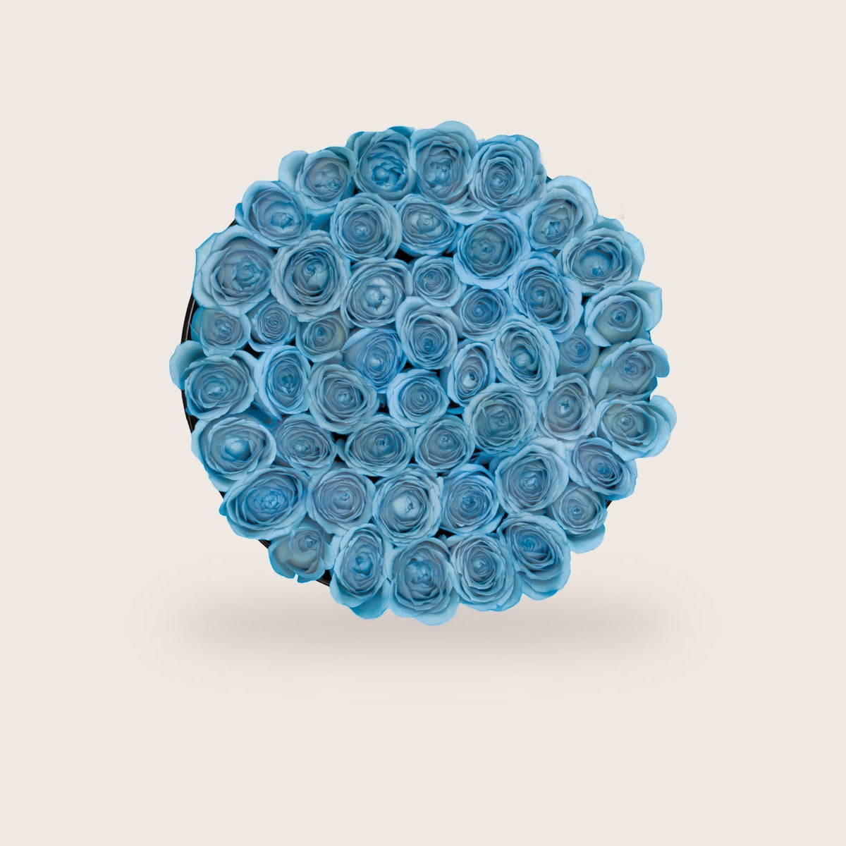 Lujosas rosas azules preservadas
